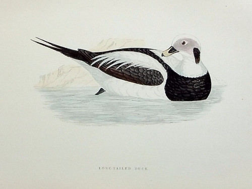 Long tailed duck original - long-tailed, duck,