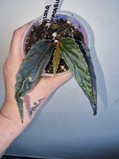 💙💚 Lightly Rooted