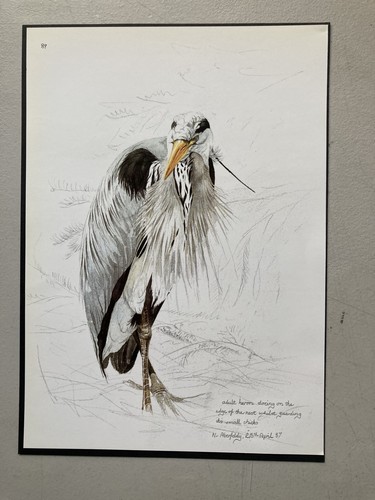 British bird print adult - british,