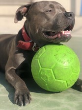 Jolly Pets Jolly Soccer Ball/ Football Dog Toy