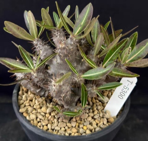 Pachypodium rosulatum cactipes