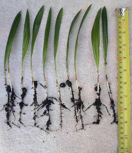 Palm tree seedlings - x,