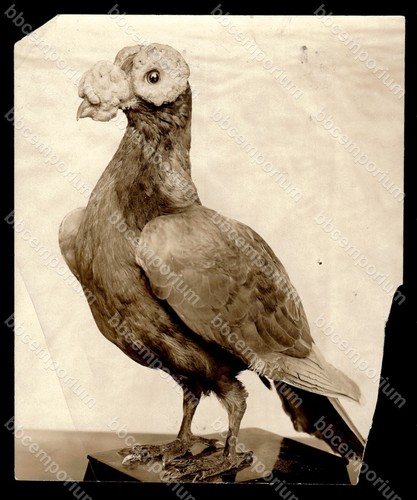 Carrier pigeon 5 brown - 4", 5"