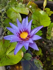 Nymphaea Stellata Bulb