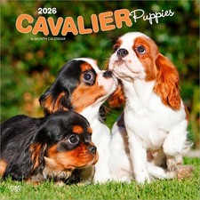 Cavalier King Charles Spaniel
