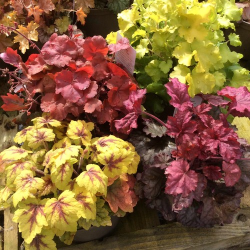 Mix heuchera plants - –, 2l
