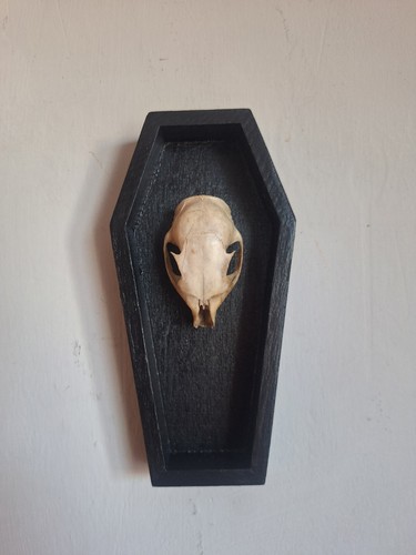 Squirrel skull coffin wall - coffin,