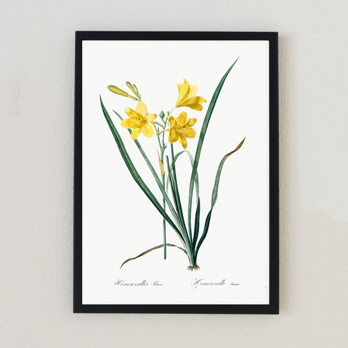 Vintage botanical flower - botanical,