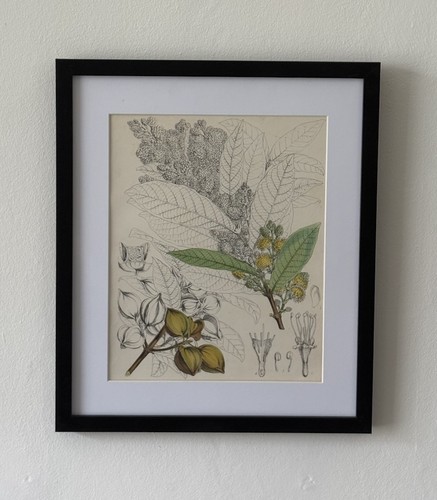 Antique botanical flower - antique,