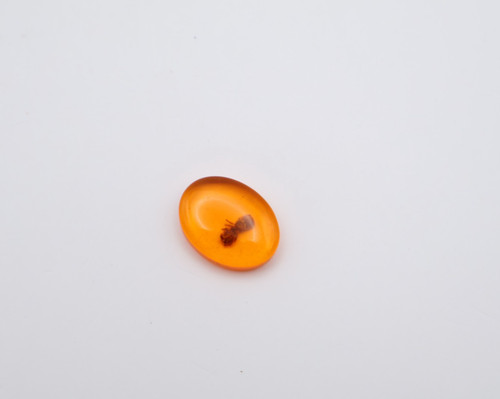 Amber fossil insect - amber,