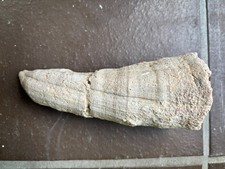 Fossil dinosaur claw horn - fossil,,