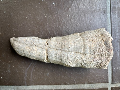 Fossil horn coral - fossil,,
