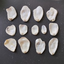 Oyster Shell Tops/Bottoms 13 large Small South West Coast Shells Arts Crafts 374