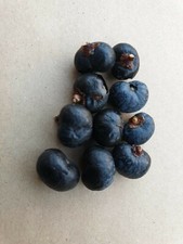 Palm Tree Seeds -TRACHYCARPUS