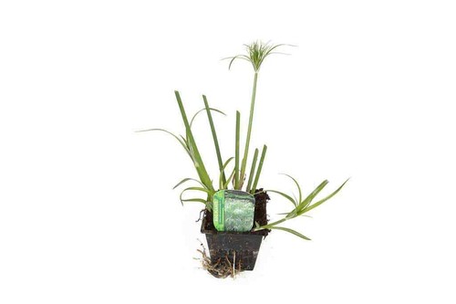 Cyperus percamenthus king - cyperus,