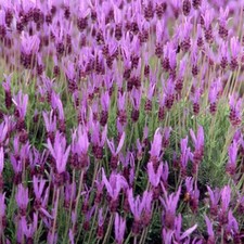 Seville lavender Lavandula