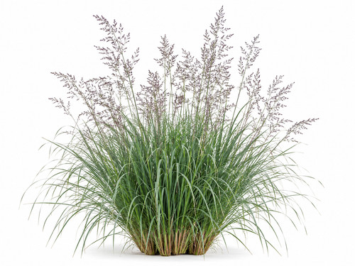 Lemongrass seeds cymbopogon - -,