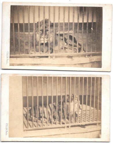 Lot photos cdv lion cage - lion,