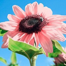 30  Seeds Pink Sunflowers Rare
