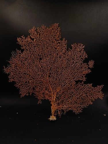 Large gorgonian sea fan - , soft
