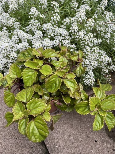 Swedish ivy plectranthus - ivy,