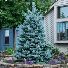 Blue Spruce tree seeds -