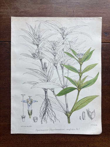 Antique spermacoce ampliata - ,