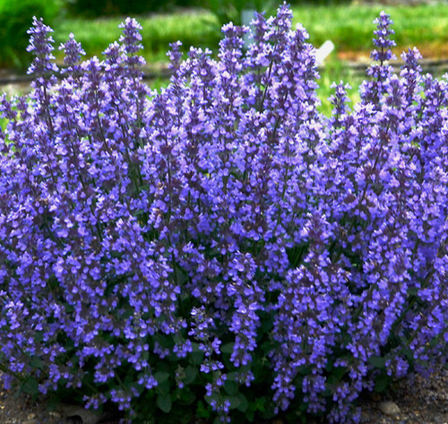 Scented dwarf nepeta summer - dwarf,