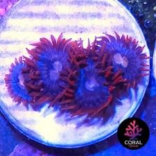 Unknowns 4 Head Zoa Frag