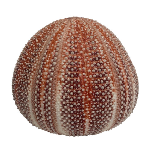 Natural dried sea - natural, shell