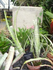 Caribbean Striped Billbergia