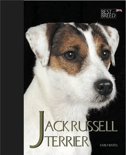 Jack russell terrier - terrier, of