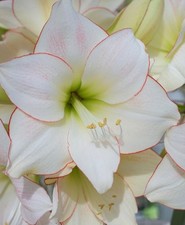 Amaryllis Picotee Indoor Plant