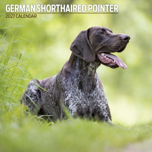 German shorthaired pointer - german,