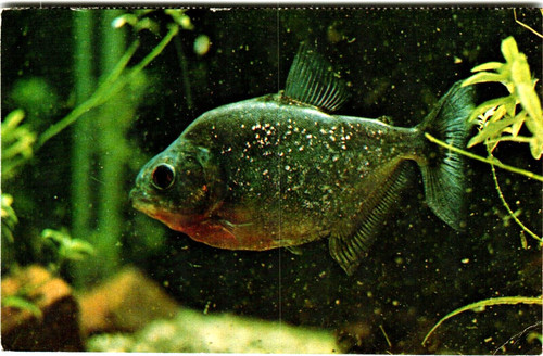 Postcard piranha detroit - mi,