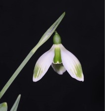 Galanthus RISING SUN - early