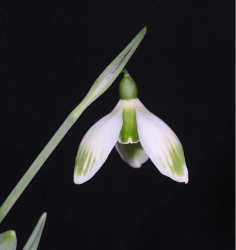 Galanthus rising sun early - rising,