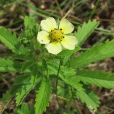 Potentilla Recta - 100 Seeds -