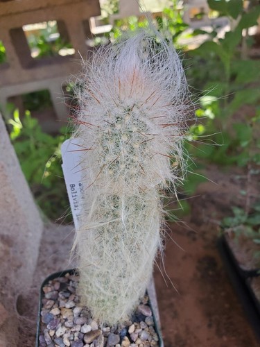 Fresh cactus seed x10 - cactus,