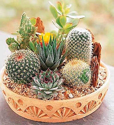 Rare mixed cactus seeds - rare,