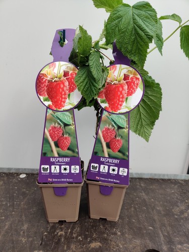 Soft fruit raspberry - fruit,