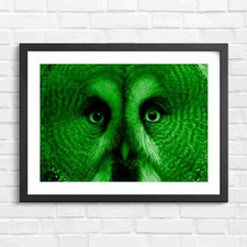Intense Owl Portrait Green