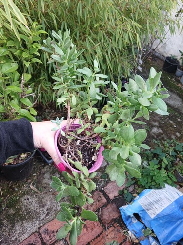 Large crassula swaziensis - large,