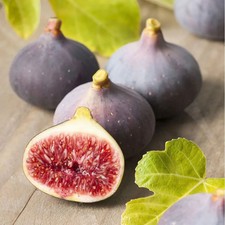 Violette de Sollies (aka