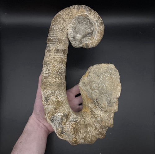 Hoheneggericeras heteromorph - hoheneggericeras,