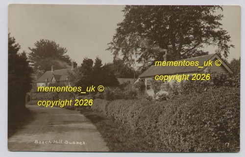 Wadhurst beech hill - beech, rp