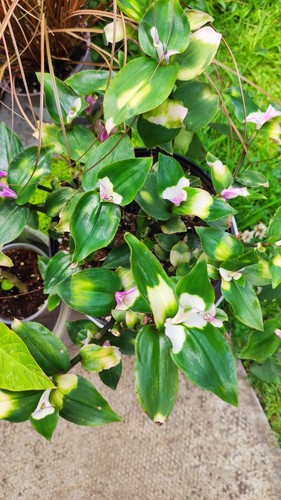Tradescantia blushing - 3x, ‘blushing