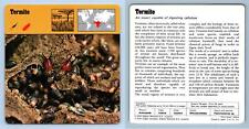 Termite - Insects - 1970's Rencontre Safari Wildlife Card