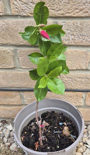 Dipladenia red - dipladenia,