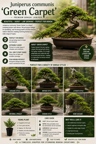 Juniper bonsai starter - , tree